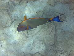 Eyestripe Surgeonfish, Honolua Bay