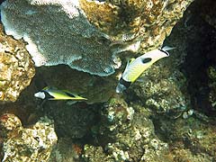 Teardrop Butterflyfish, Honolua Bay