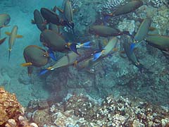 Eyestripe Surgeonfish feeding frenzy, Honolua Bay