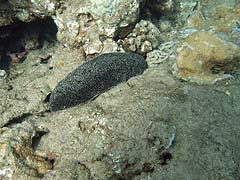 Sea Slug, Honolua Bay