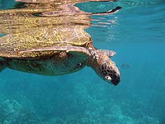 Green Sea Turtle (sick), Honolua Bay