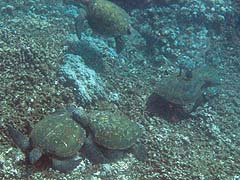 Green Sea Turtles, Honolua Bay
