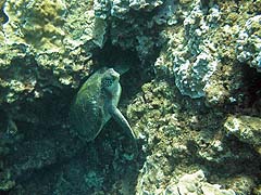 Green Sea Turtle, Honolua Bay