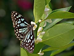 Butterfly and orchid place, Chiang Mai