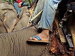Mahout with spur