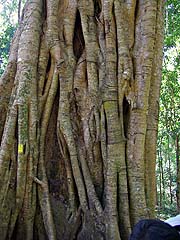 Bodhi tree on the Mae Sakut trail