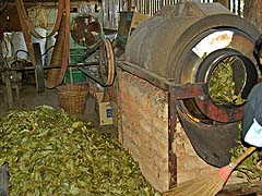 Sorting tea leaves in Pai