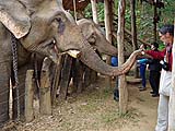 Michael feeding our elephant a sugar cane tip, Mae Hong Son