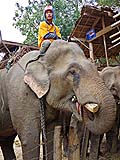 Our mahout and elephant, Mae Hong Son