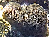 Maze-like coral at Ao Suthep