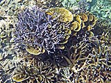 Staghorn coral at Mungkorn Island