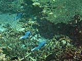 Shy blue pufferfish