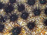 Dangerous Spiny Urchins, Tarutao Park