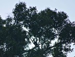 Khao Sok park - can you spot the hornbill in the tree?