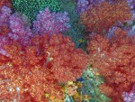 Soft corals at a pinnacle near Koh Adang