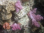 Soft corals at a pinnacle near Koh Adang