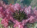 Soft corals at a pinnacle near Koh Adang