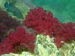 Soft corals at a pinnacle near Koh Adang