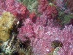 Soft corals at a pinnacle near Koh Adang