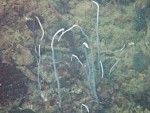 Sea Asaparagus (tube worm) in Ao Ling