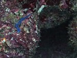 Blue Dragon nudibranch in cave on Maya Bay