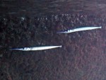 Crocodile needlefish in cave on Maya Bay