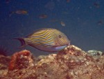 Lined surgeonfish in Maya Bay