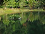 Pond Heron flying over the pond at the Kuraburi Greenview Resort