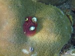 Christmas Tree Worm at Koh Kra