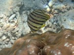 Eight-Banded Butterflyfish at Koh Kra