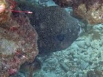 Porcupinefish at Koh Kra
