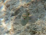 Unknown (Damselfish?) at Koh Kra