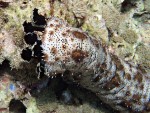 Black-Spotted Sea Cucumber off Koh Rok Noi