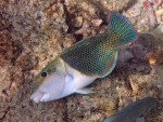 Blackeye Thicklip Wrasse off Koh Rok Noi