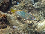 Checkerboard Wrasse off Koh Rok Noi