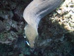 Giant Moray Eel with Cleaner Wrasse off Koh Rok Noi