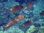 School of Golden Rabbitfish off Koh Rok Noi