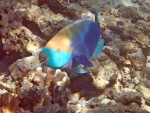 Parrotfish off Koh Rok Noi