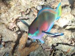 Parrotfish off Koh Rok Noi
