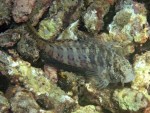 Blenny
