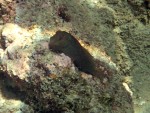 Blenny