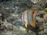 Long-Beaked Coralfish