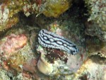 Nudibranch (type of sea slug)