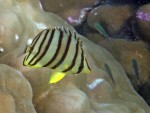 Eight-Banded Butterflyfish off Mosquito Island