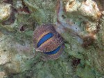 Globe Urchin off Mosquito Island