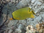 Latticed Butterflyfish off Mosquito Island