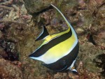 Moorish Idol off Mosquito Island