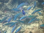 Scissortail Fusiliers off Mosquito Island