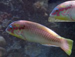 Unknown (parrotfish? wrasse?) off Mosquito Island