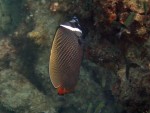 White Collar Butterflyfish off Mosquito Island